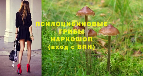прущие грибы Аркадак