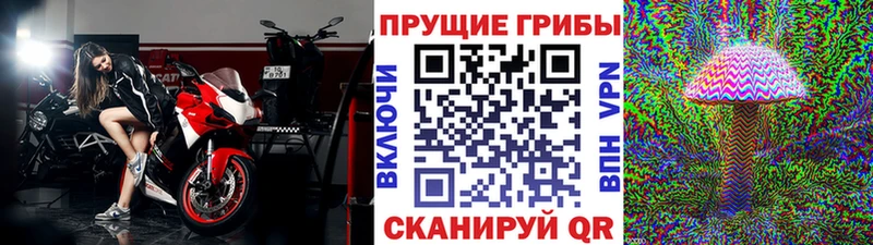 Псилоцибиновые грибы Cubensis Рудня